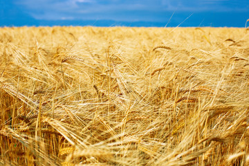 Fototapeta na wymiar Beutiful golden wheat field with blue sky, fresh crop of wheat.
