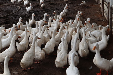 group of white duck eating in farm from human, Thailand