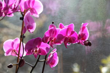 natura, flowers, red, rose, green, orchid