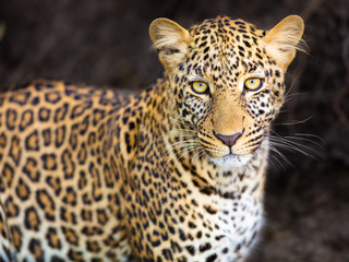 Leopardenportrait 4