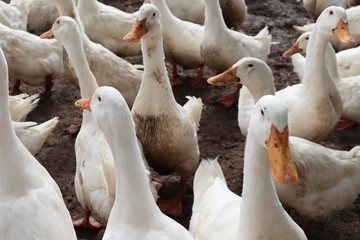 group of white duck  in farm , Thailand