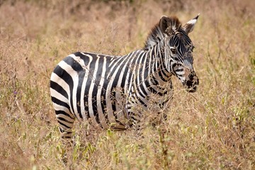 Fototapeta premium Zebra in the weeds-Tarangire