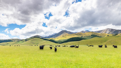 lush landscape with cows