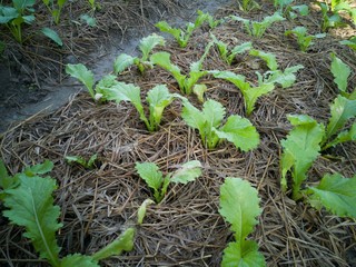 young plants in the garden