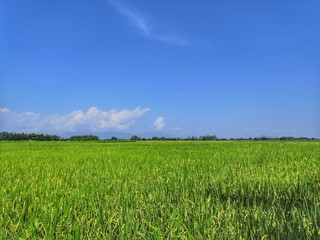 Fototapeta premium green field and blue sky