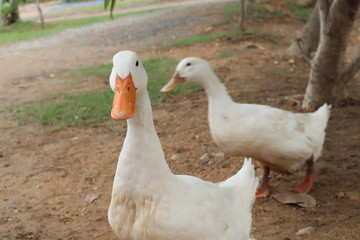 two duck on a farm walking around