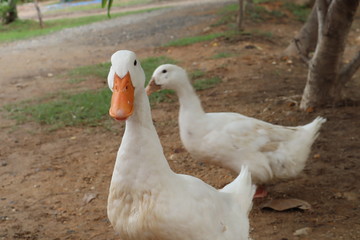 Duck on a farm wondering what lies ahead