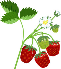 Strawberry plant with green leaves, flowers and ripe red berries isolated on white background