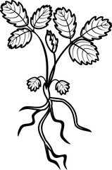 Coloring page with of young strawberry plant with leaves and root system