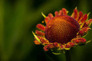 beautiful corolla of a red daisy flower macro close up image