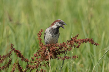 vogel