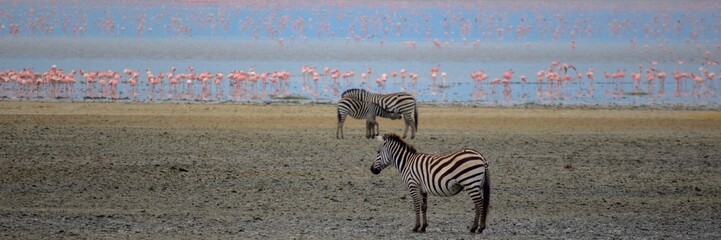 Zebras and flamingos at Ngorongoro