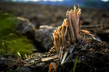 Dry straw root on ground