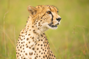 Portrait eines Geparden 3