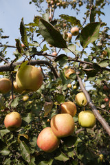 apples on a tree branch in the garden