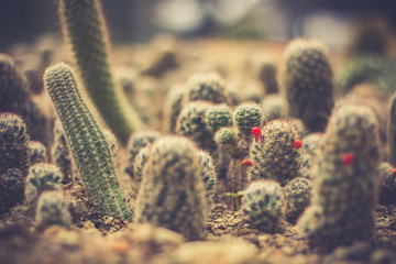 Closeup tiny cactus in garden.