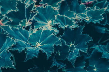 Green Leaves Pattern; Natural Background