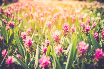 flowers bed in garden with sunlight.
