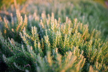 Fresh growing rosemary, flavored flavoring.