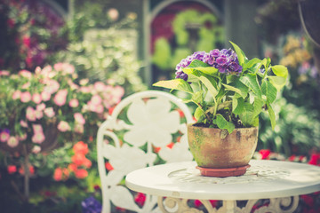hydrangea flowers in pot on table in the garden.