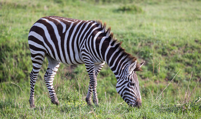 Fototapeta na wymiar A zebra in the green landscape of a national park in Kenya