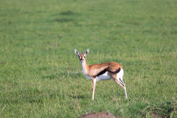Naklejka na ściany i meble A very young Thomson Gazelle in the Kenyan grass landscape