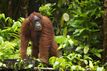 Bornean orangutan (Pongo pygmaeus) is a species of orangutan native to the island of Borneo. Together with the Sumatran orangutan and Tapanuli orangutan