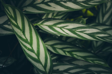 Green Leaves Pattern; Natural Background