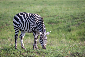 Fototapeta na wymiar A zebra is grazing in the green landscape of a savannah