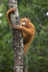 Bornean orangutan (Pongo pygmaeus) is a species of orangutan native to the island of Borneo. Together with the Sumatran orangutan and Tapanuli orangutan