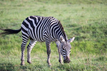 Fototapeta na wymiar A zebra in the green landscape of a national park in Kenya