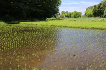 水田と里山