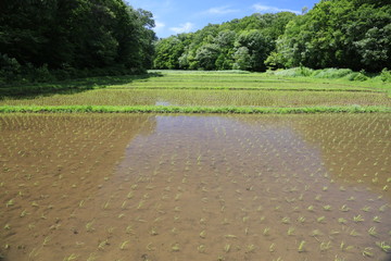 水田と森
