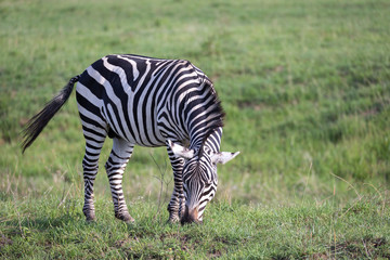 A zebra in the green landscape of a national park in Kenya