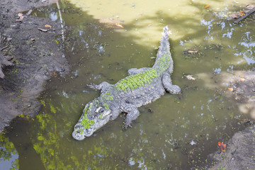 Crocodile in the swamp.