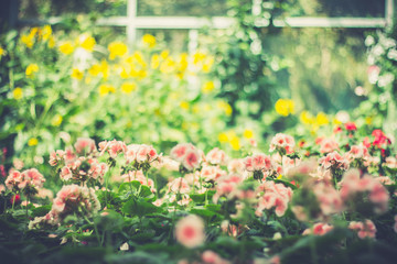 flowers bed in garden. background.