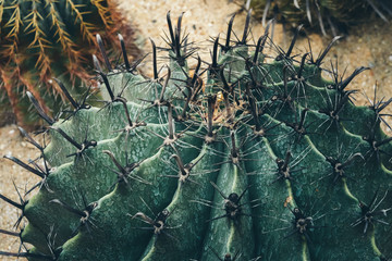 Succulent Plants, Nature Background or Texture