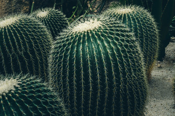 Succulent Plants, Nature Background or Texture
