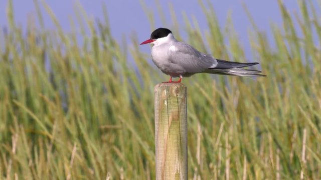 Arctic Tern on pole, Iceland