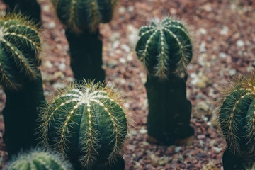 Succulent Plants, Nature Background or Texture