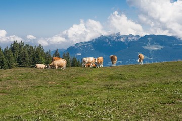 Beautiful swiss alps mountains. Alpine meadows. Farm. Cows