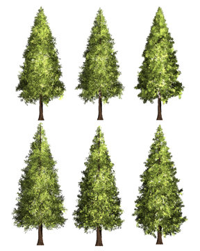 Christmas tree, Pine graphic image 3D Illustration.