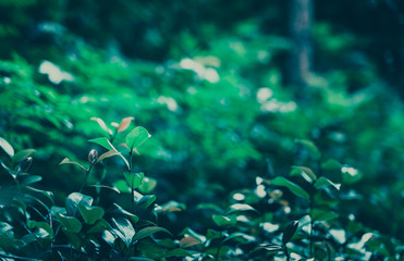 Fototapeta na wymiar Green Leaves Pattern; Natural Background
