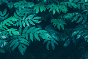Naklejka na ściany i meble Green Leaves Pattern; Natural Background