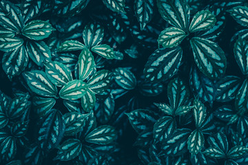 Fototapeta na wymiar Green Leaves Pattern; Natural Background