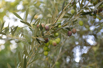 Branch with fresh ripe olives. Mediterranean olive trees garden ready for harvest.