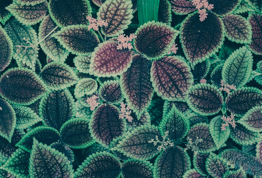 Leaves of Pilea mollis. Green Leaf. Nature background