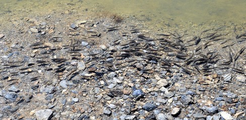 petits poissons au pizol