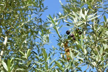 Branch with fresh ripe olives. Mediterranean olive trees garden ready for harvest.
