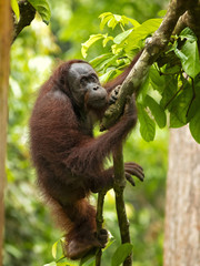 Bornean orangutan (Pongo pygmaeus) is a species of orangutan native to the island of Borneo. Together with the Sumatran orangutan and Tapanuli orangutan